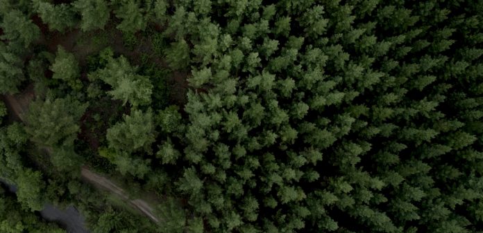 CMPC forestal Empresas Chile