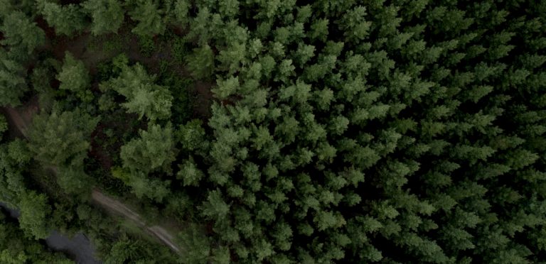 CMPC elegida la segunda empresa forestal más sostenible del mundo