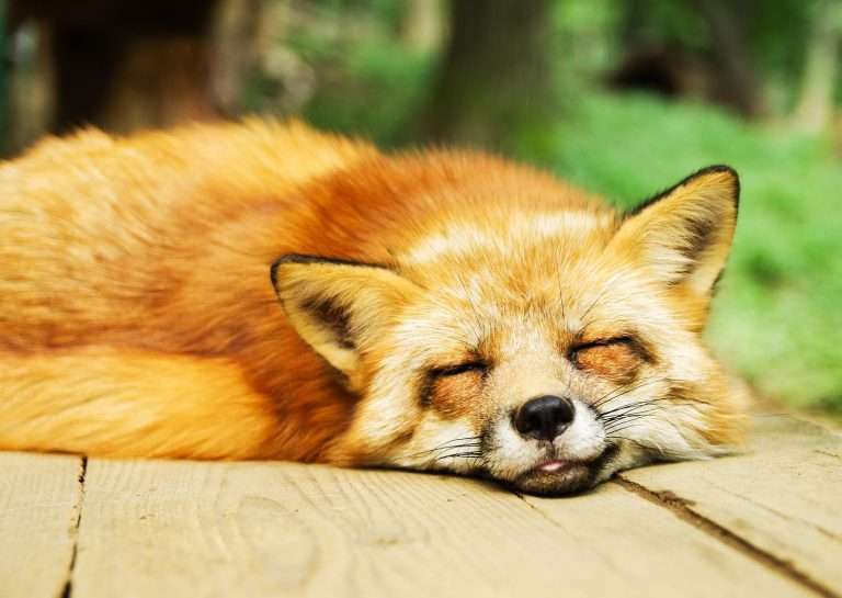 Una siesta rápida puede ser un arma secreta