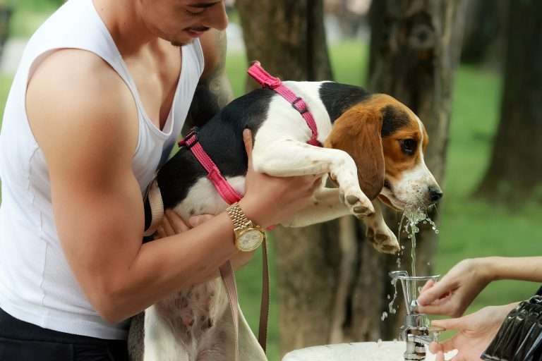 Mercado de mascotas: mucho más que hábitos de consumo